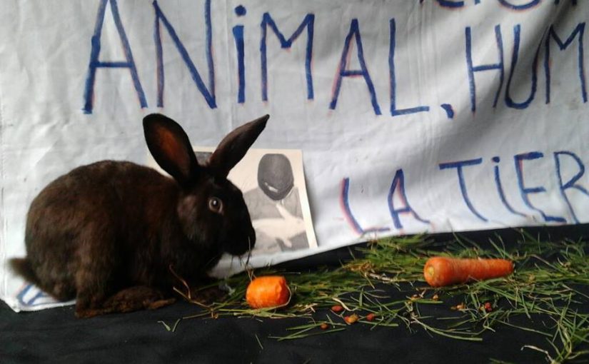 Se libera un conejo en recuerdo de Barry Horne en Santiago de Chile