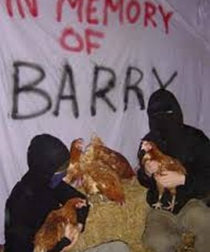 25 pollos liberados en memoria de Barry Horne en Reino Unido