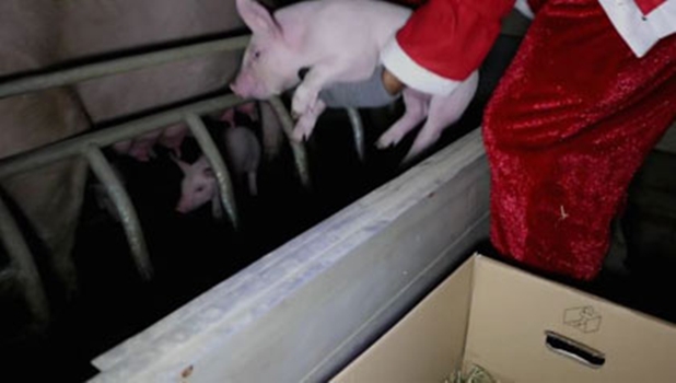 Cerdos liberados en Austria