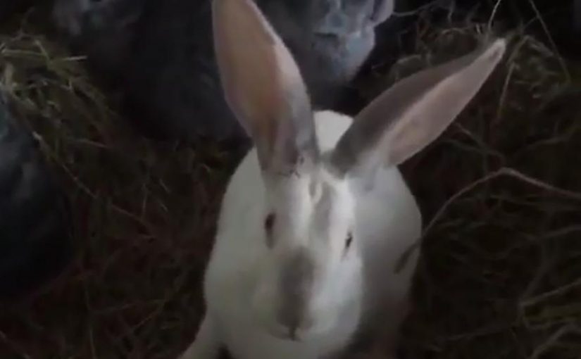 Doce conejos liberados en Italia