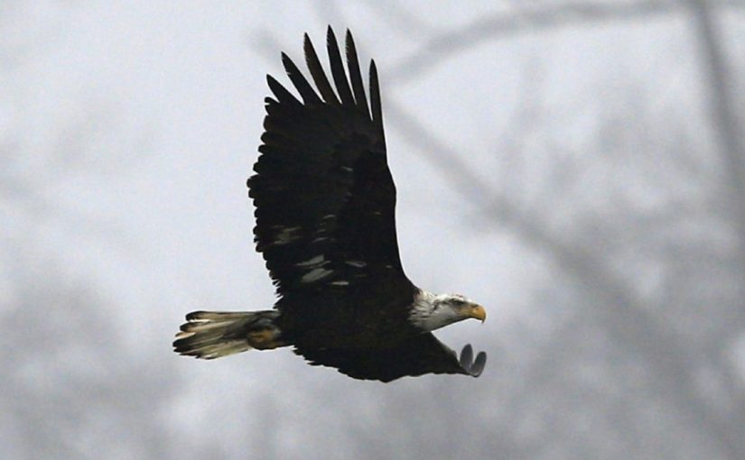 Saboteados recintos del zoológico de Ontario y liberada una Águila Calva.