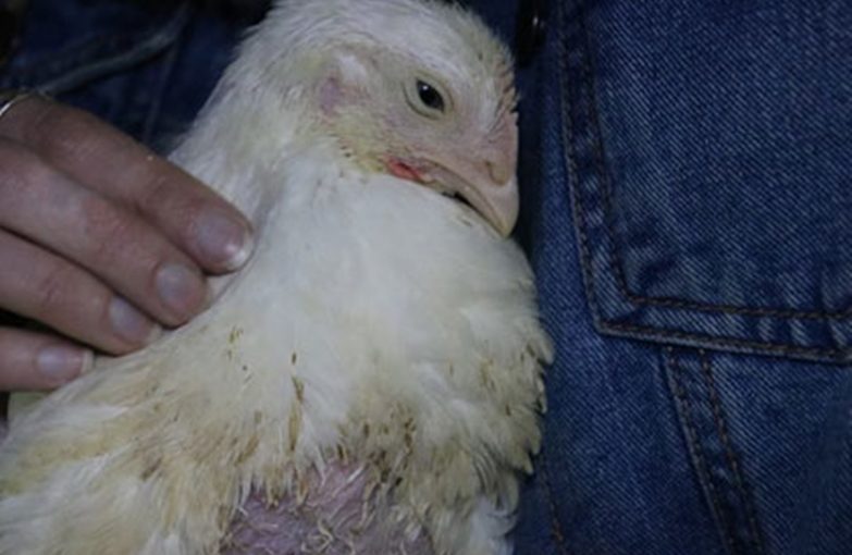 Pollos liberados de las cajas fuera de un matadero en el Reino Unido