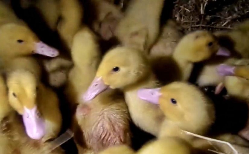 El Frente de Liberación Animal libera 50 patos en Reino Unido