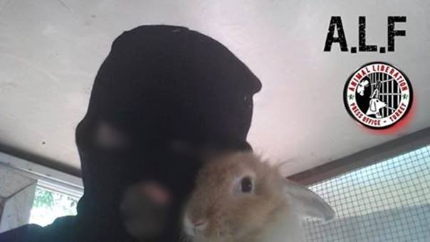 Conejo liberado en Turquía