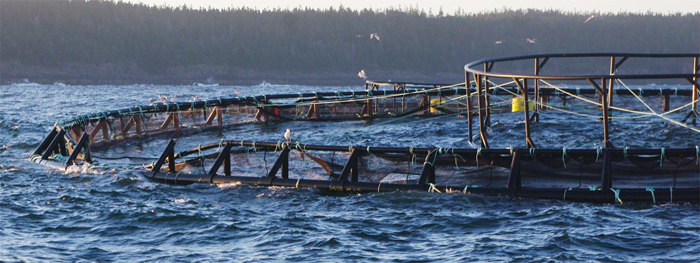 Salmones liberados en Suecia