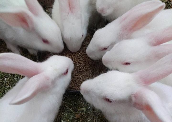 8 conejos liberados en Turquia.