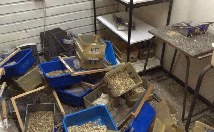 Atacado laboratorio de experimentación animal y liberados 120 ratones en Santiago de Chile.