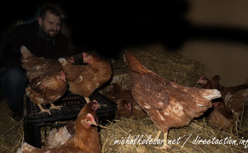 Rescate de 17 gallinas en la República Checa.