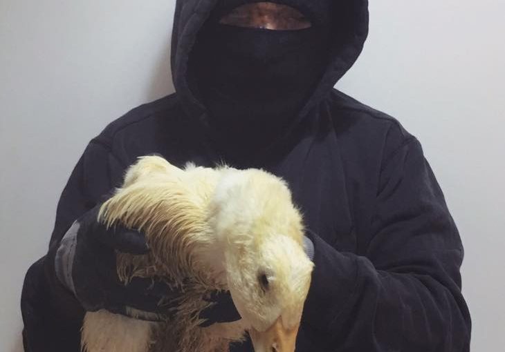 Pato liberado de una granja en Reino Unido.