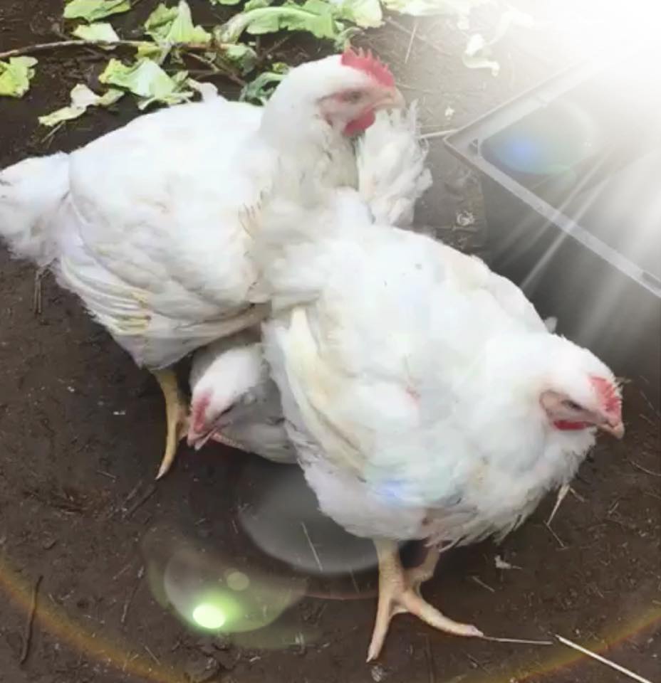 3 pollos liberados en Reino Unido.