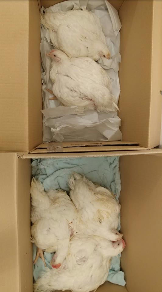 8 pollos liberados en Reino Unido.