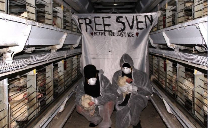 26 gallinas liberadas de una granja en Países Bajos.