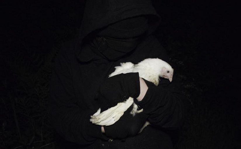 Liberados 10 pollos por el Frente de Liberación Animal en Reino Unido.