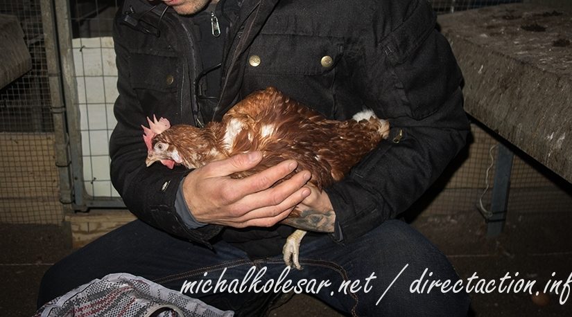 Rescate abierto de 4 gallinas en memoria de Gari Allen en la República Checa.
