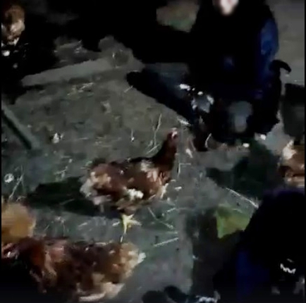 21 gallinas liberadas de una granja en Argentina.