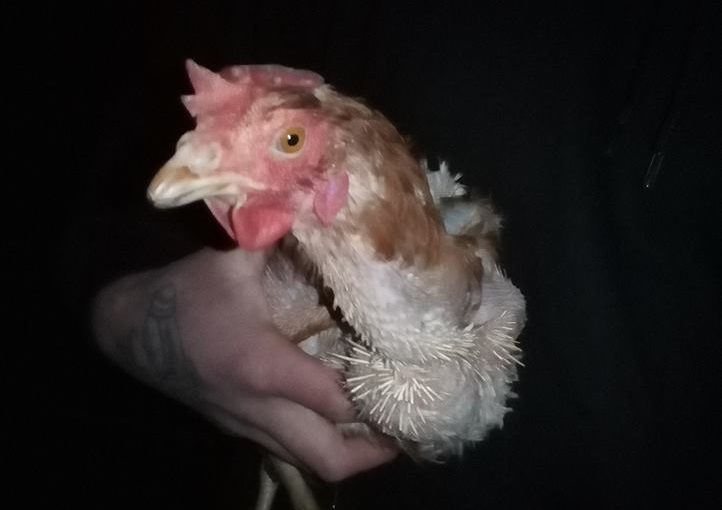 50 gallinas liberadas de una granja en Argentina.