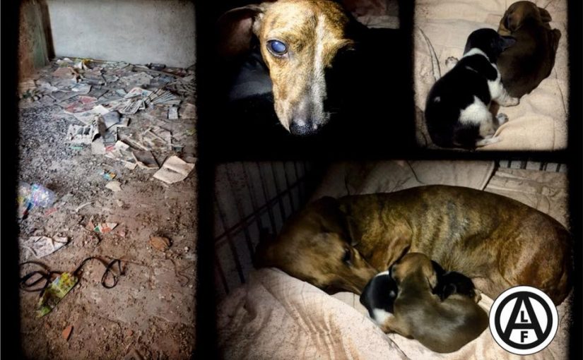 El Frente de liberación animal libera a pareja de perros y dos cachorros recién nacidos en Italia.
