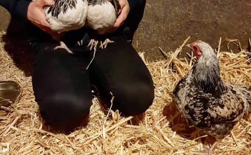 3 pollos liberados en Reino Unido.