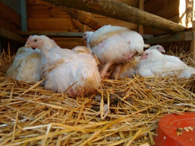 Pollos broiler rescatados de una granja  en Reino Unido.