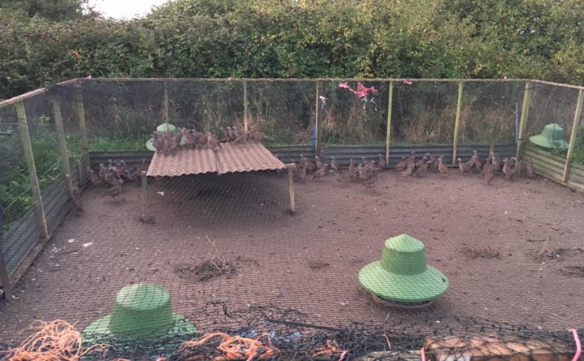 Varias jaulas de perdices fueron saboteadas y las aves liberadas en Reino Unido.