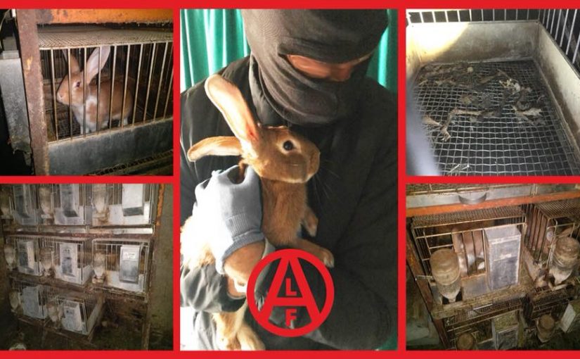 Conejos liberados de un criadero en Italia.