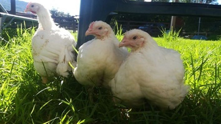 12 pollos liberados de las garras del matadero en Valencia (Estado Español).