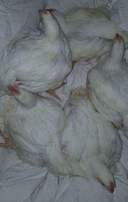 Pollos liberados de un matadero en Reino Unido.
