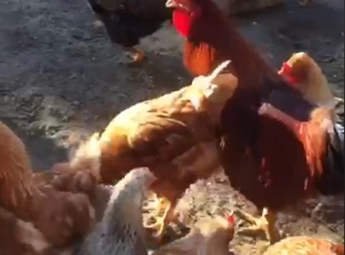 El Frente de Liberación Animal vacía una granja de cría de gallinas, decenas de vidas salvadas en Italia.