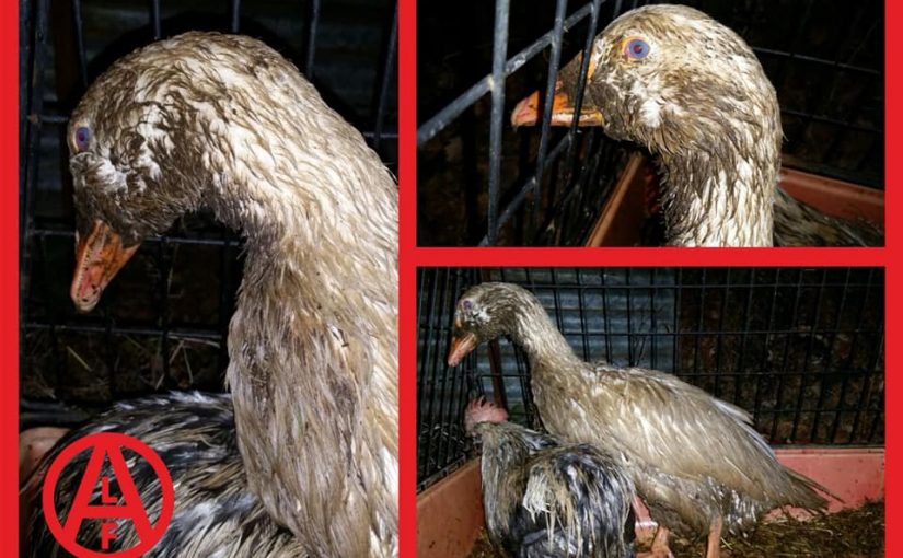 Patos y pollos liberados de un criadero en Italia.