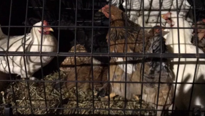 Pollos, palomas y otras aves liberadas de unas condiciones miserables en Italia.