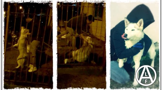 El Frente de Liberación Animal rescata a un perro en Italia.