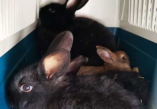 5 conejos salvados de su muerte en Suecia.