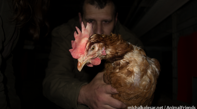 Rescate abierto de 77 gallinas en la República Checa.