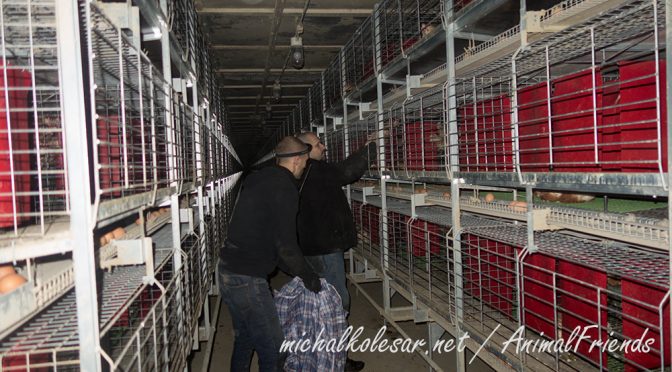 Rescate abierto de 67 gallinas en la República Checa.