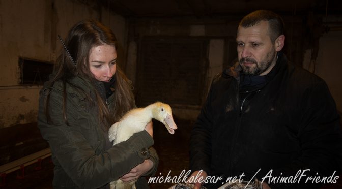 6 patos liberados de una granja en la República Checa.
