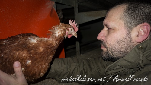 Rescate abierto de 24 gallinas en la República Checa.