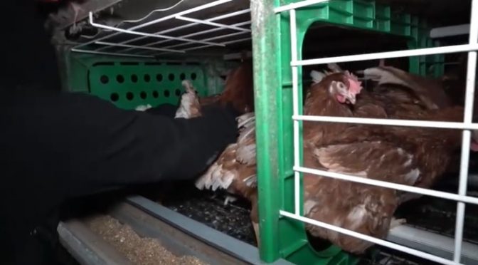 más de 100 gallinas rescatadas de una granja en francıa.