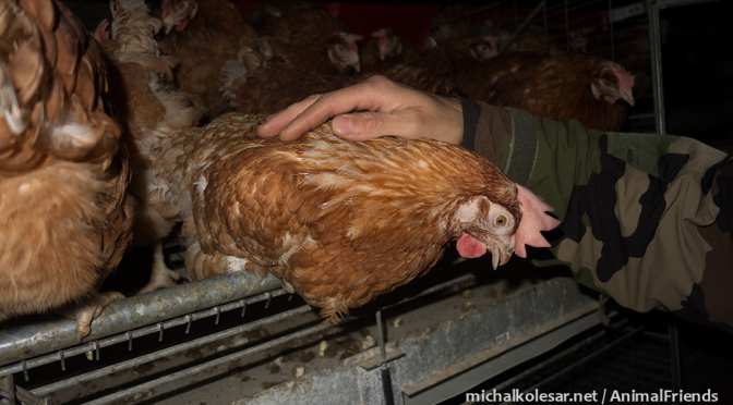 217 gallinas rescatadas de una granja en La República Checa.
