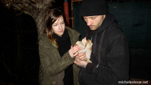 Rescate abierto de 239 gallinas en la República Checa.